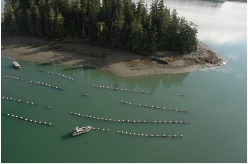 Prince William Sound shellfish farm aerial view, boat with lines in the water.