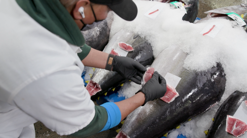 A man wearing a black baseball hat, face mask, and gloves, holds a piece of tuna filet in his hands to inspect quality. Several other tuna are stacked on ice below.