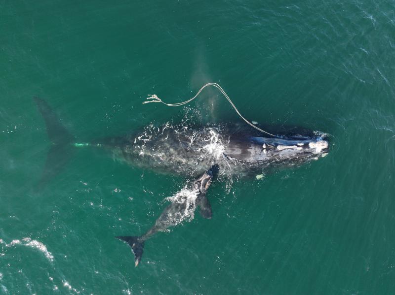 An entangled North Atlantic right whale, Snowcone (known individual #3560), and her calf