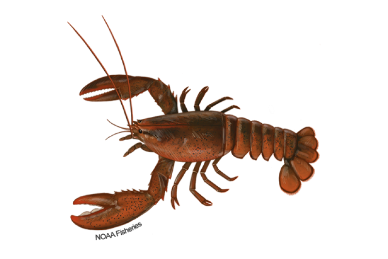 Illustration of an American lobster with a reddish and speckled large shrimp-like body and 10 legs, two of which are big, strong claws in the front. 
