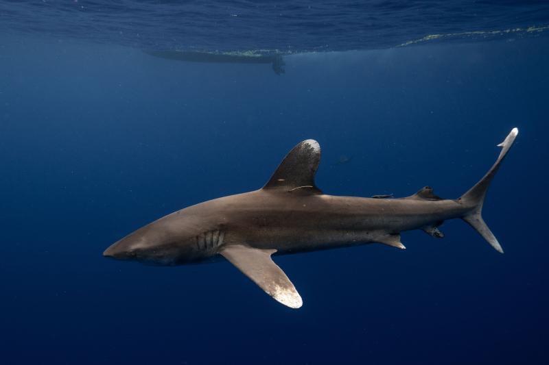 An oceanic whitetip shark swims in the middle of the ocean.