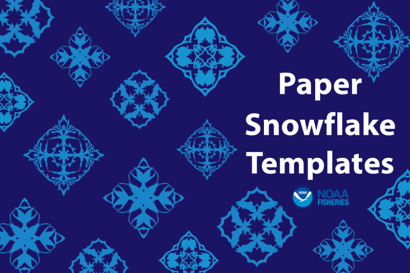 Collage of American lobster, Atlantic salmon, scrawled cowfish, and Irish moss and Northern pipefish designs in medium blue on a dark blue background. “Paper Snowflake Templates.” NOAA Fisheries logo.