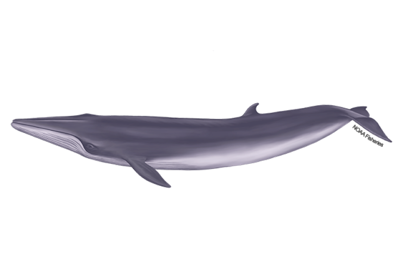 Left-facing side-profile illustration of a Rice's whale with sleek body that's darker gray on top and has a pale pink belly.