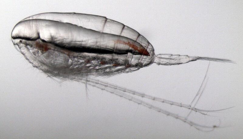 A blimp-shaped plankton with two long trailing antennae tucked along its underside and a shrimp-like tail.