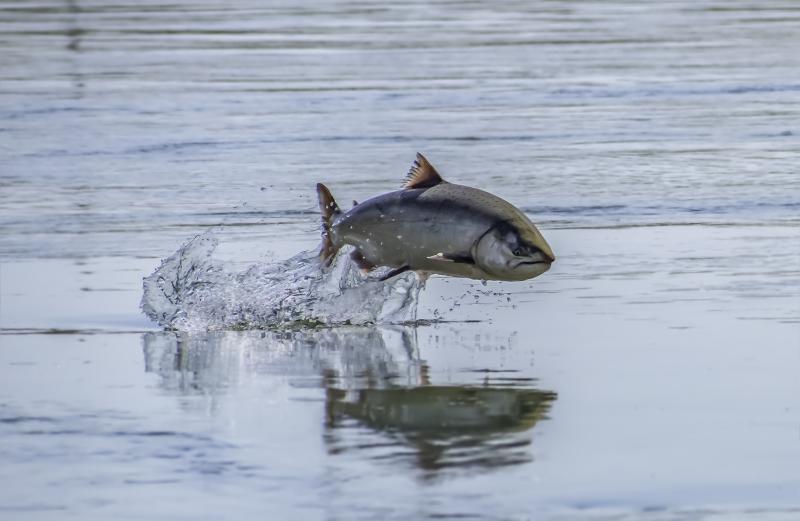 A chinook salmon jumps out of a California river.