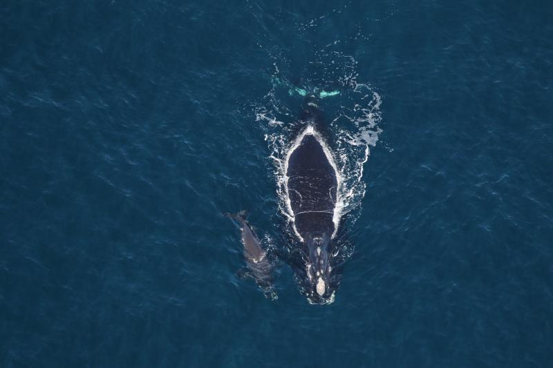 Known North Atlantic Right Whale, "Horton" and her new calf, NOAA Permit #26919