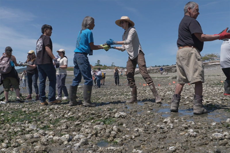 Tribal members and white volunteers stand on a rocky beach, passing rocks from hand to hand in a long line.