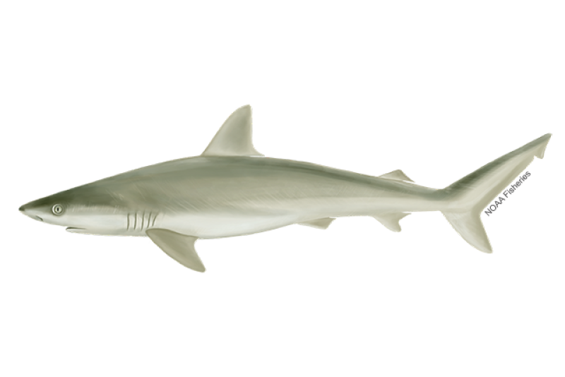 Side-profile illustration of a blacknose shark with slender body that is olive, yellowish-gray in coloring and more pale and white in the belly area.
