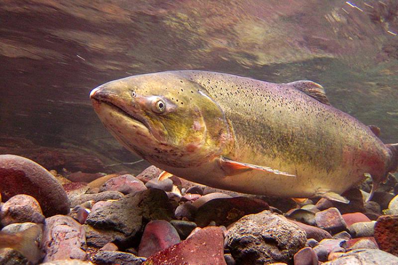 Chinook Salmon (Photo: NOAA)