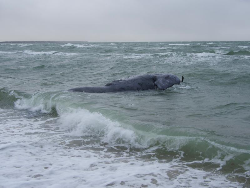 deceased female North Atlantic right whale