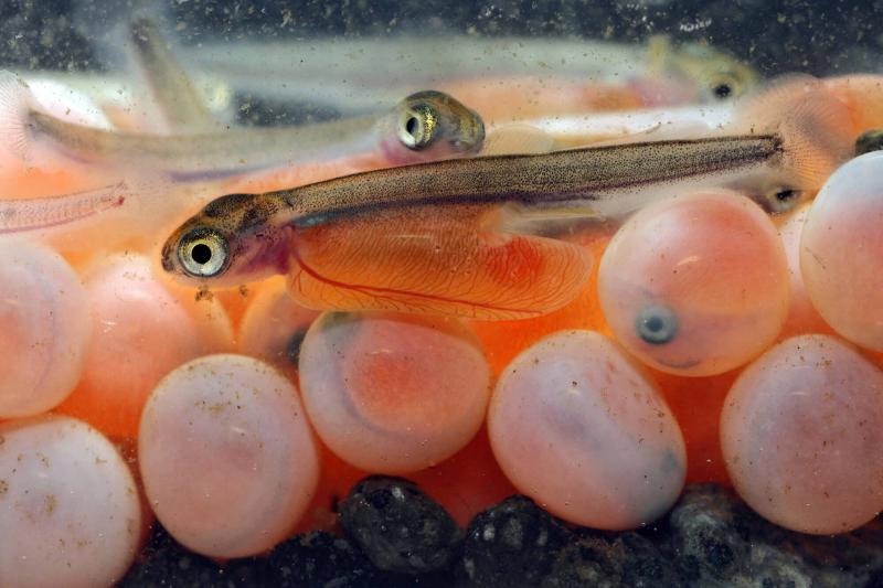 Hatching salmon eggs in a fish hatchery