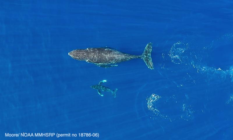 Mother and calf humpback whales near Maui, Hawaii. Humpback whales in the Pacific Ocean swim approximately 3,000 miles from Alaska to Hawaii to spend the winter in the warmer tropical waters. Credit: Jason Moore (NOAA permit #18786) 