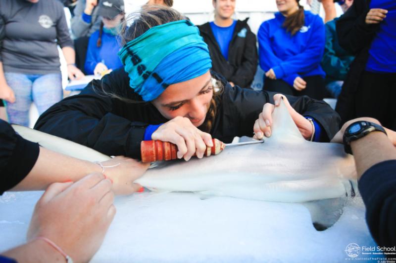 A woman is applying a tag to a shark that is about 3 feet long.