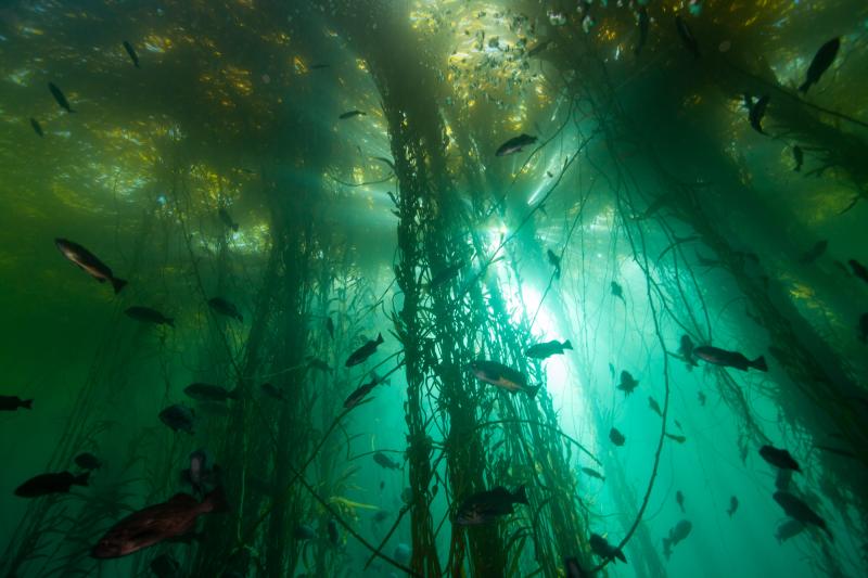 bull kelp forest with fish as seen from below looking to the surface of the ocean