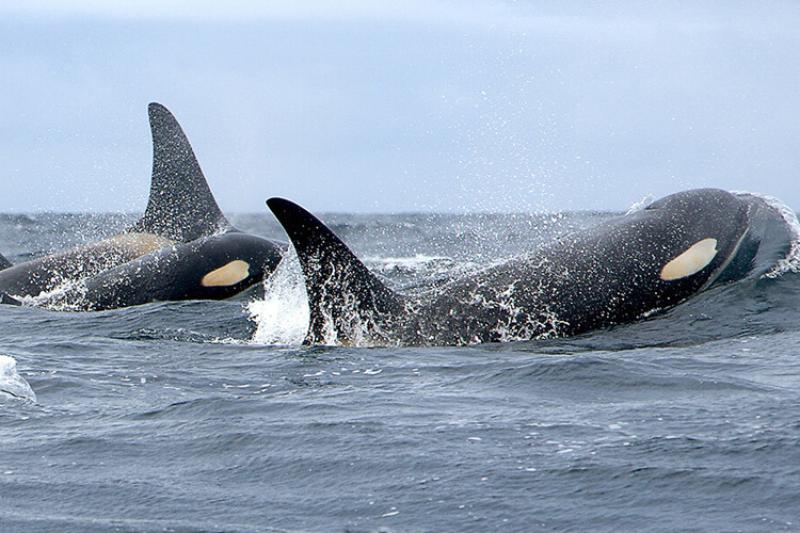 Killer whales at sea. Photo shows two killer whales surfacing.