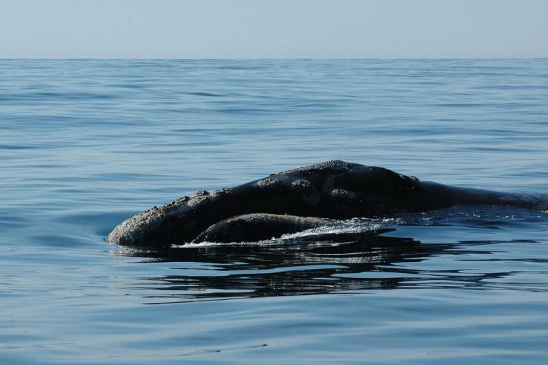 Part of a whale sticking out of the ocean