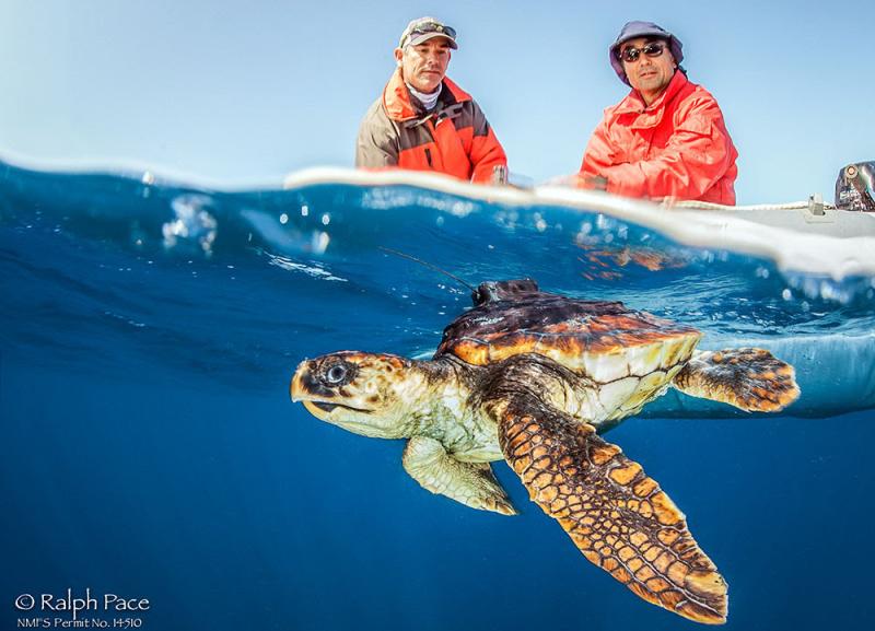 1000x721 BREP UMD-UCA-Loggerhead tag-Credit Ralph Pace.jpg