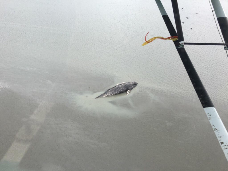 1200x700 ak gray whale.png