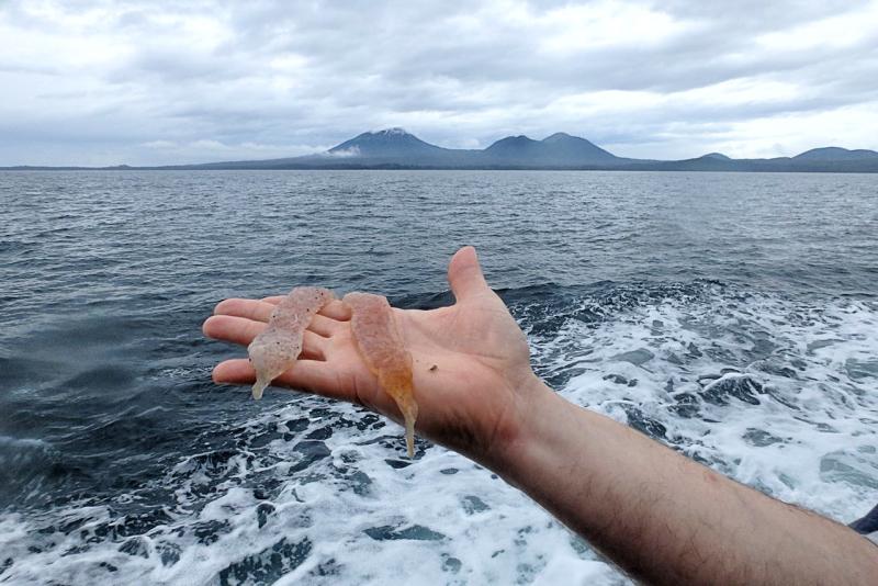 Pyrosomes caught off the coast of Alaska. Credit: NOAA Fisheries.
