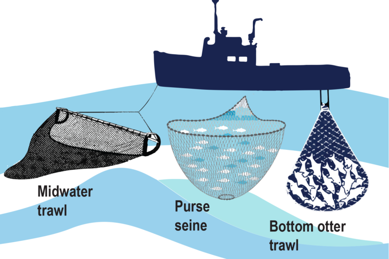 Infographic on trawl, purse seince and bottom otter trawl systems.