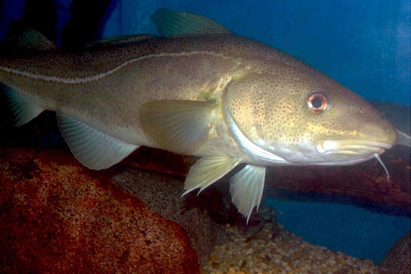 Atlantic cod, golden color, near rocky bottom.