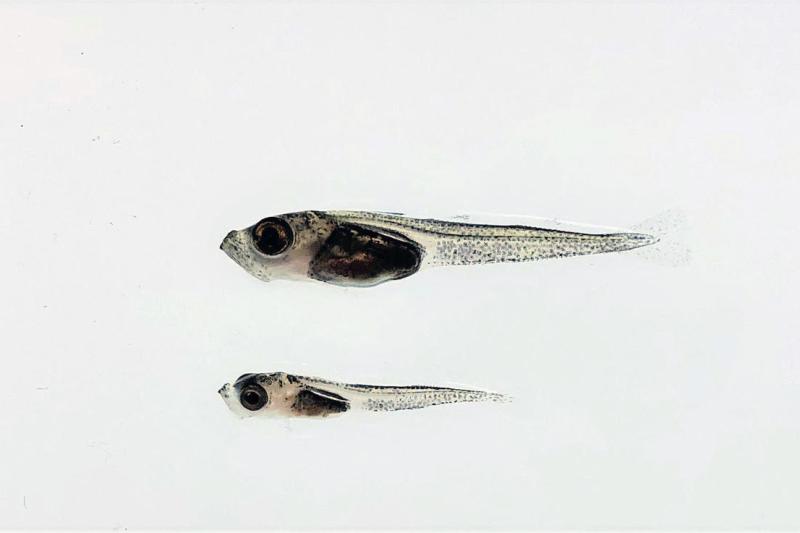 Fish against a white background