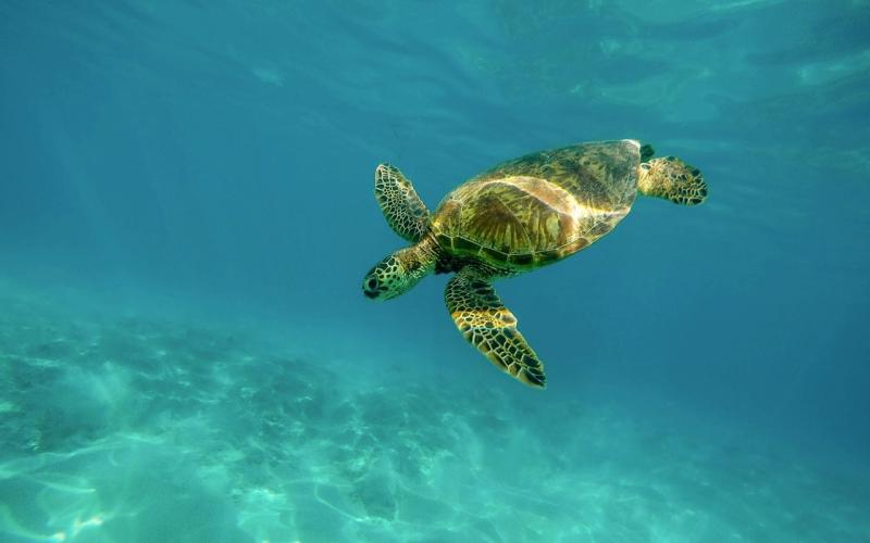 1280x800-turtle-pixabay-flipped-CC0.jpg