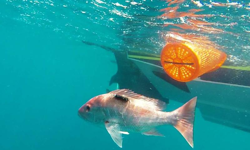 1436x862-brep-red-snapper-descender.jpg