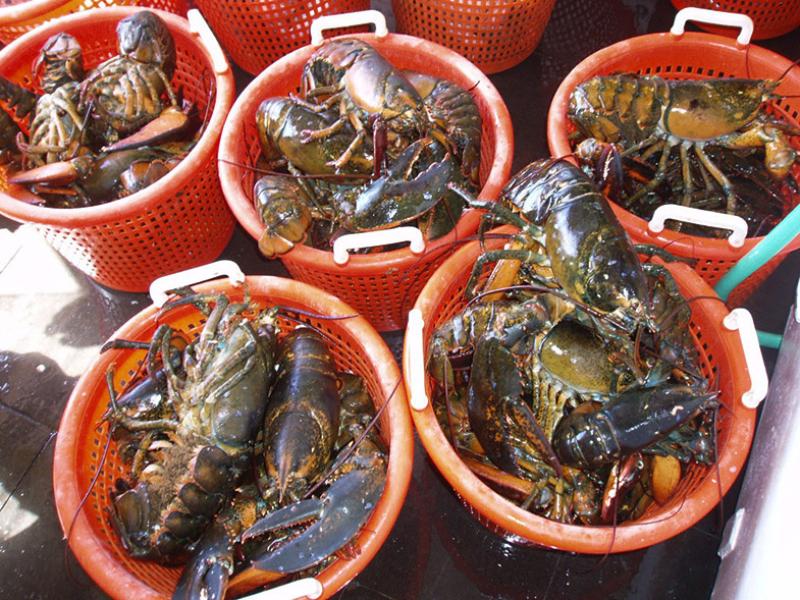 2015-lobster-buckets-OLE.jpg
