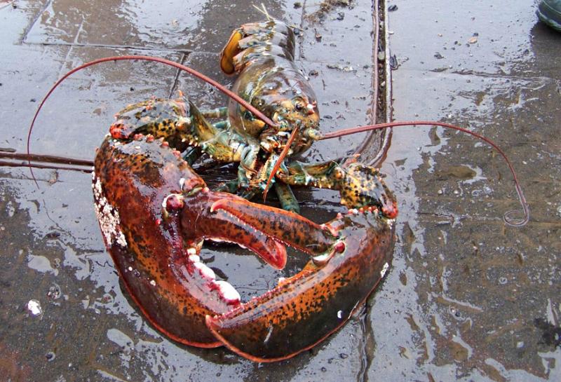2015-lobster-case-OLE.jpg