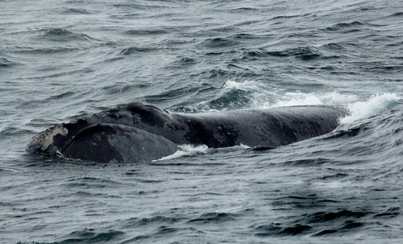 Whale poking out of the water 
