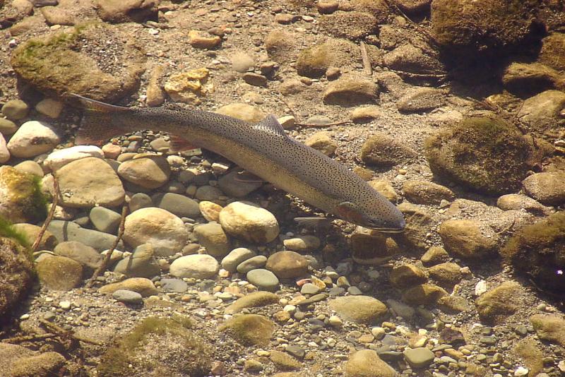 2019-05 southern CA steelhead in water 1320x907 credit USFWS.jpg