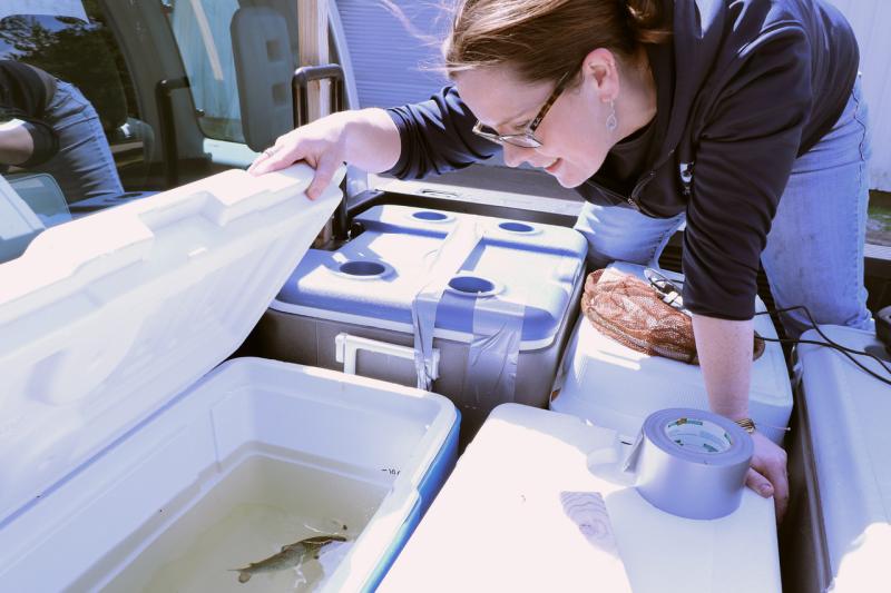 Allison checking the contents of a cooler. 