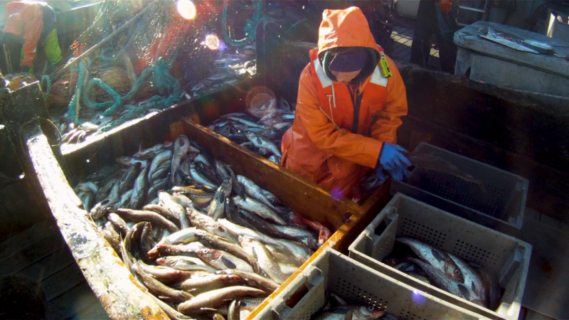 photo of workers sorting fish on a pollock fishery vessel