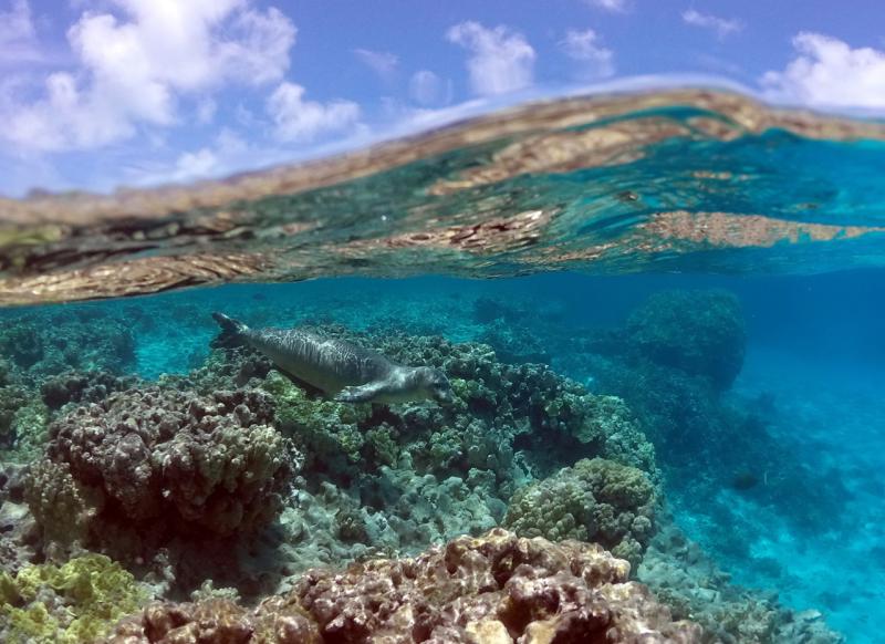 2276x1655-PIFSC-Hawaiianmonkseal-Mark.Sullivan.jpg