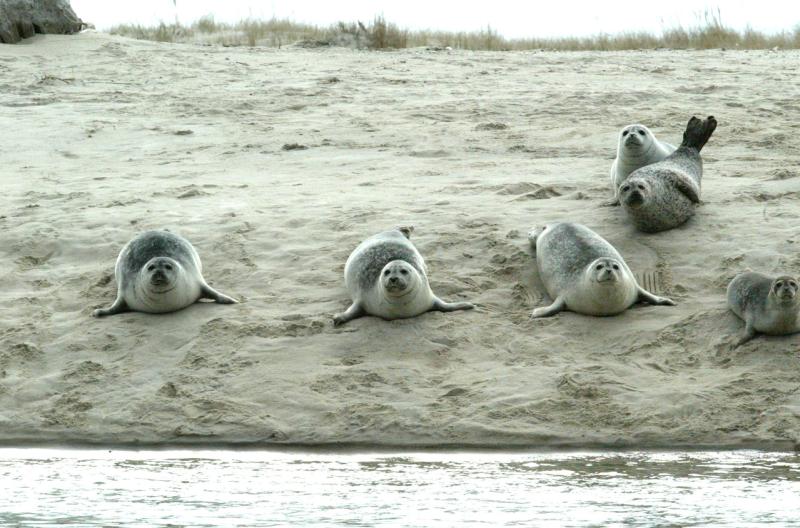 Harbor seals near the water on the beach in Chatham, Ma.