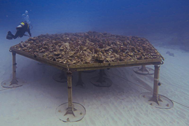 2400x1600-coral-nursery-full-NOAA-PIRO.jpg