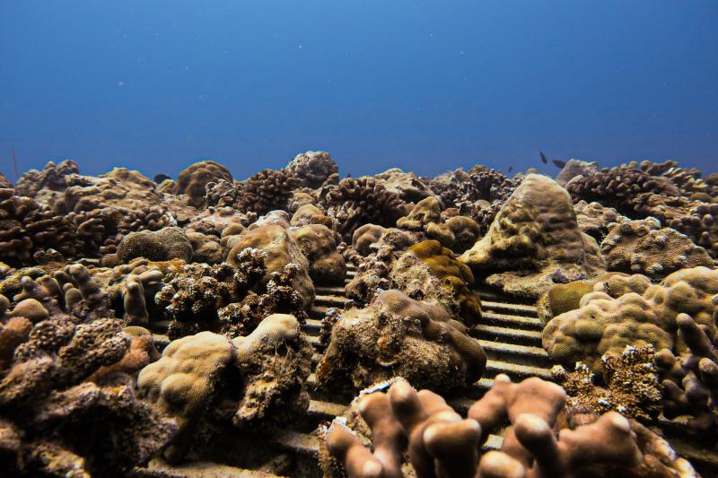 2400x1600-loaded-coral-nursery-ocean-NOAA-PIRO.jpg