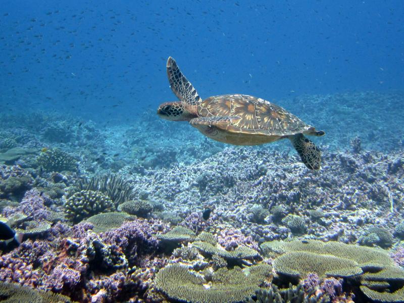 2400x1800-PIFSC-PRIA-Baker-Island-2012-sea-turtle-Paula.Ayotte.jpg