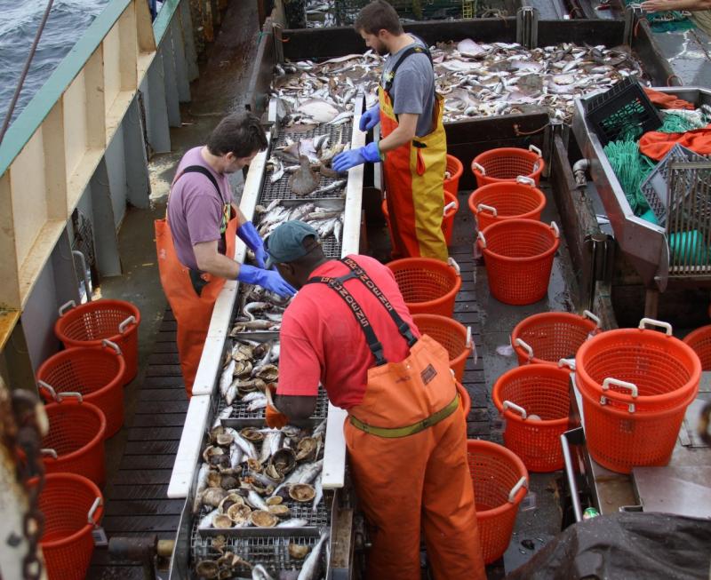 Sorting catch on board, sorting conveyor and orange buckets.