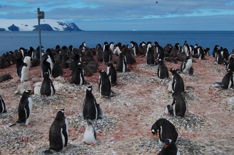 3008x2000-camera-gentoo-SWFSC.jpeg