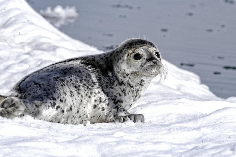 3008x2000-spottedseal-AFSC-BStewart_0045- Retouched.jpg
