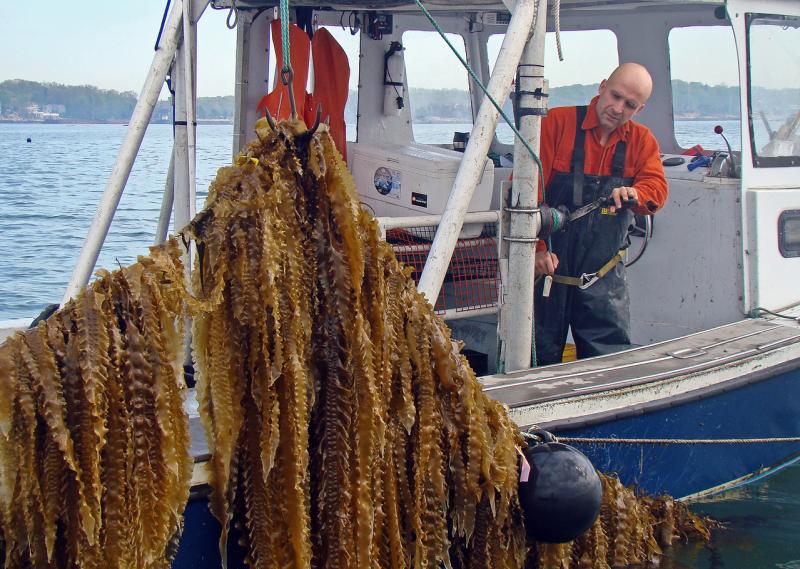 Sugar kelp being harvested, strings of kelp being pulled from water.