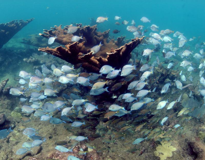 3636x2842-fishswimaroundshallowcoralinTresPalmasPR-OHC.JPG