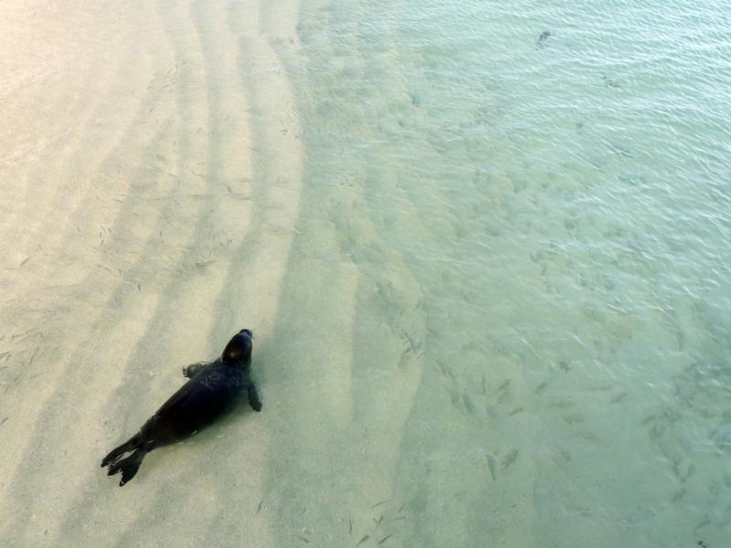 4000x3000-HawaiianMonkSeal-regional trends.JPG