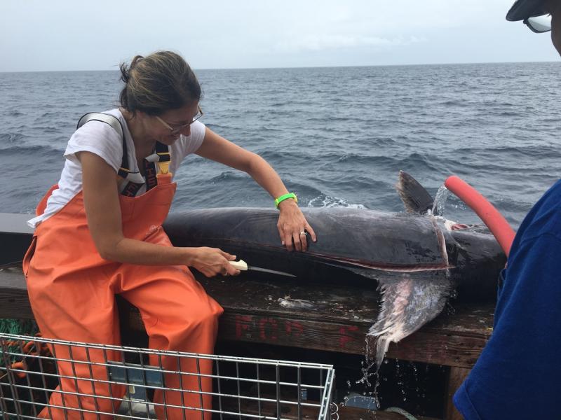 Holly McBride dissecting a swordfish at sea