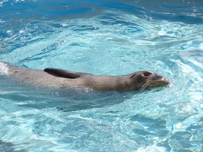 RO28 swimming in on-site rehabilitation pool