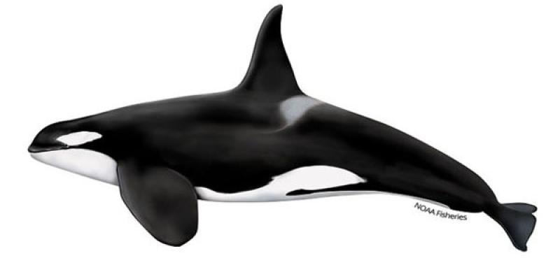 Drawing of a killer whale in profile