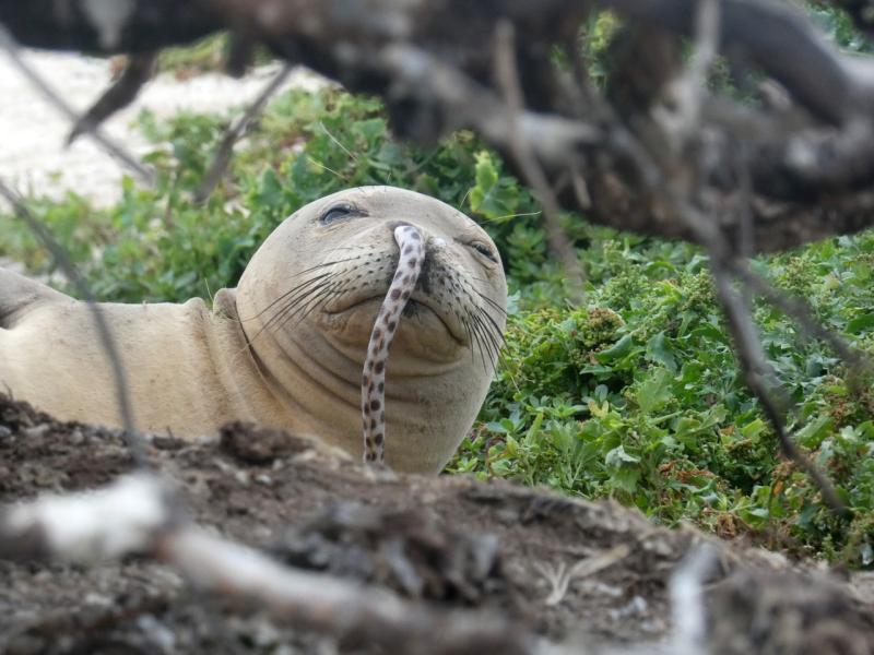 4896x36720-seal-eel-BrittanyDolan.jpg