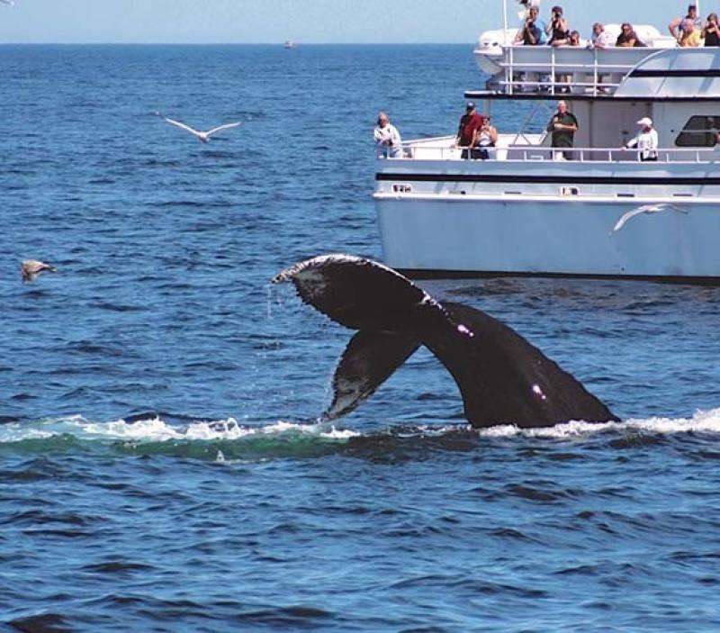 500x500_Humpback_fluke_WDC.jpg